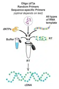 مکانیسم کیت سنتز cDNA