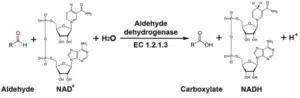 آنزیم آلدهید دهیدروژناز
