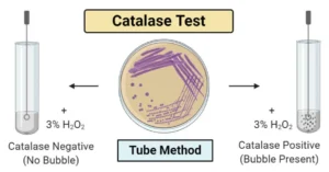 روش انجام تست كاتالاز