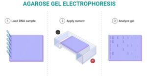 آگارز در ژل الکتروفورز 