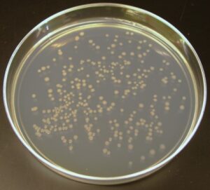 باکتری E.Coli TOP10