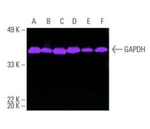 mouse monoclonal IgG1 κ GAPDH antibody 