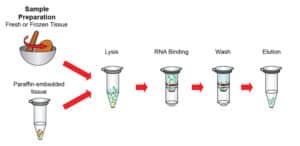 مراحل استخراج RNA