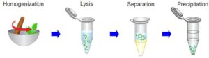 مراحل استخراج DNA
